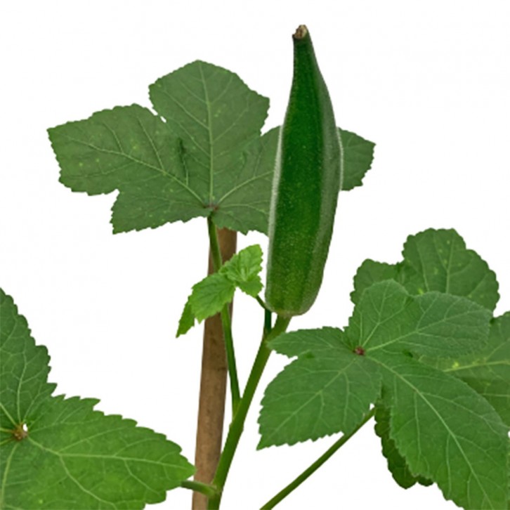 Okra 秋葵 Ladies Fingers (Abelmoschus Esculentus)