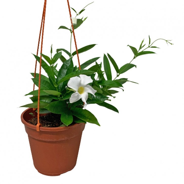 Mandevilla 文藤屬 (Rocktrumpet)