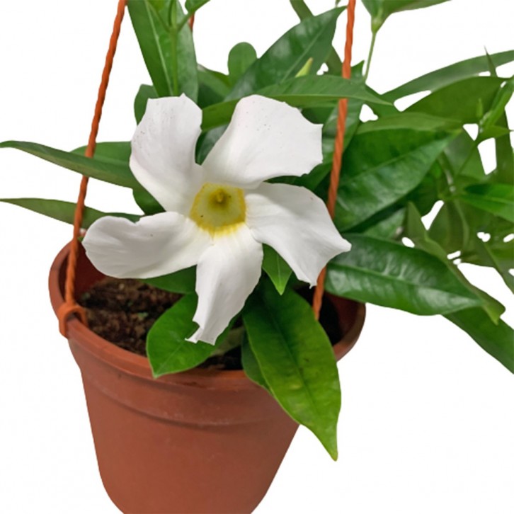 Mandevilla 文藤屬 (Rocktrumpet)