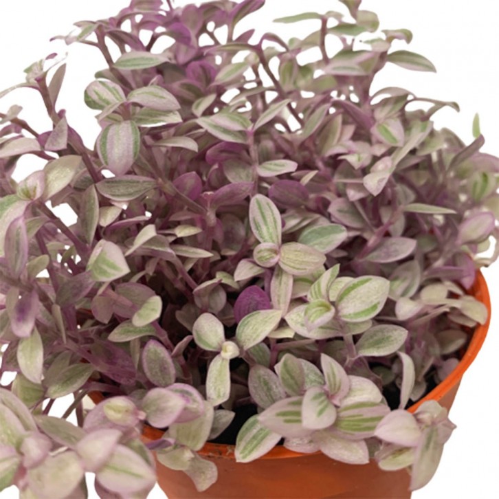 Callisia Rosato 'Pink Lady'