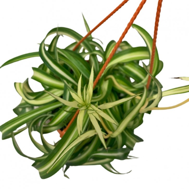 Chlorophytum Bonnie Caribbean (Spider Plant)