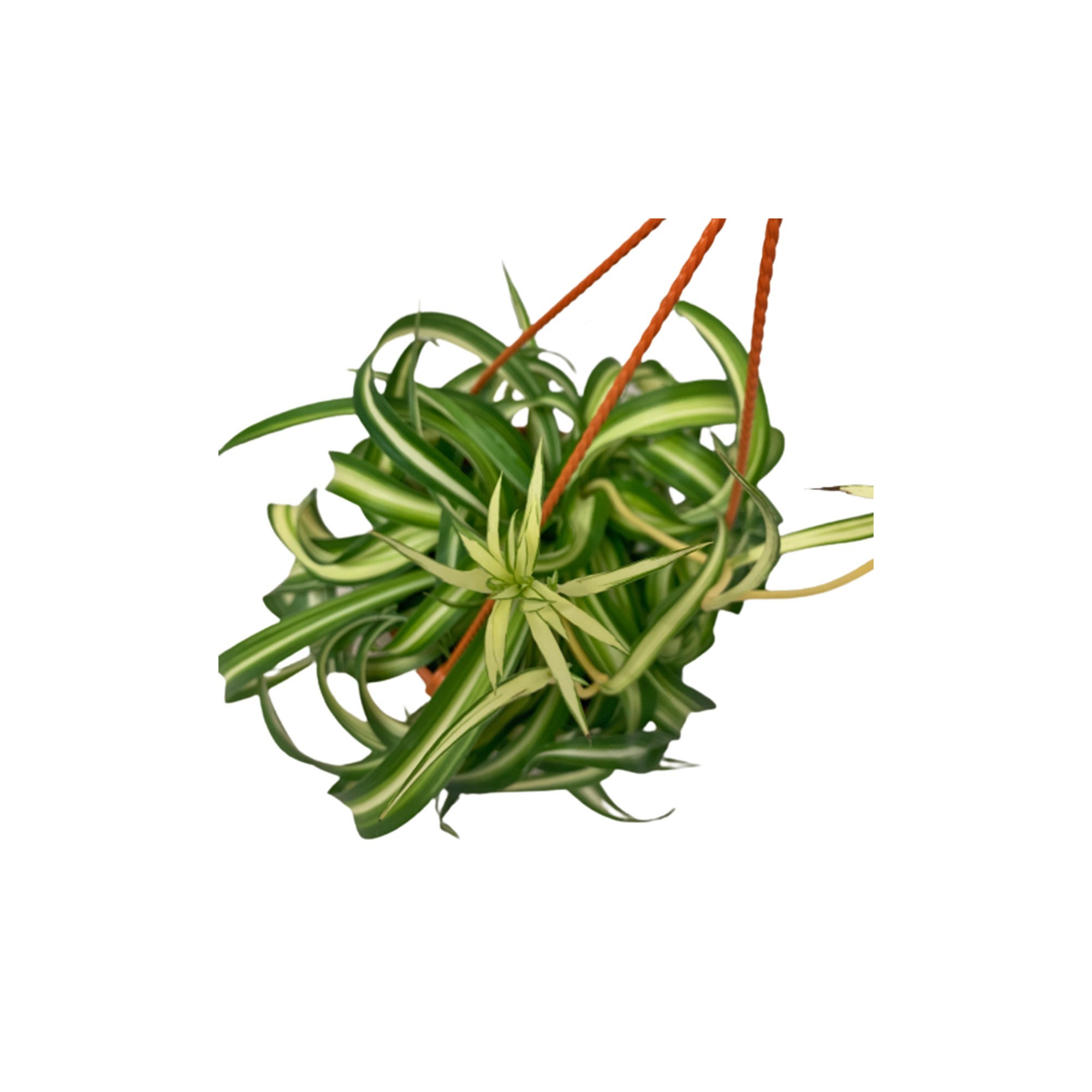 Bonnie Caribbean Spider Plant