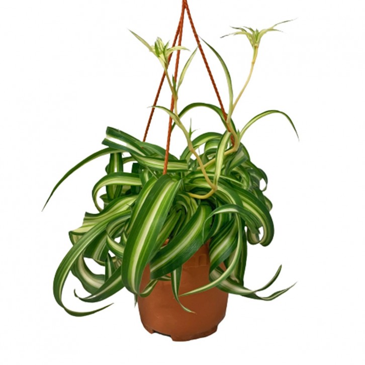 Chlorophytum Bonnie Caribbean (Spider Plant)