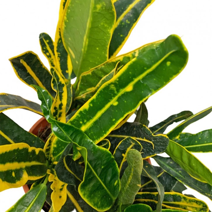 Croton Banana (Codiaeum variegatum)