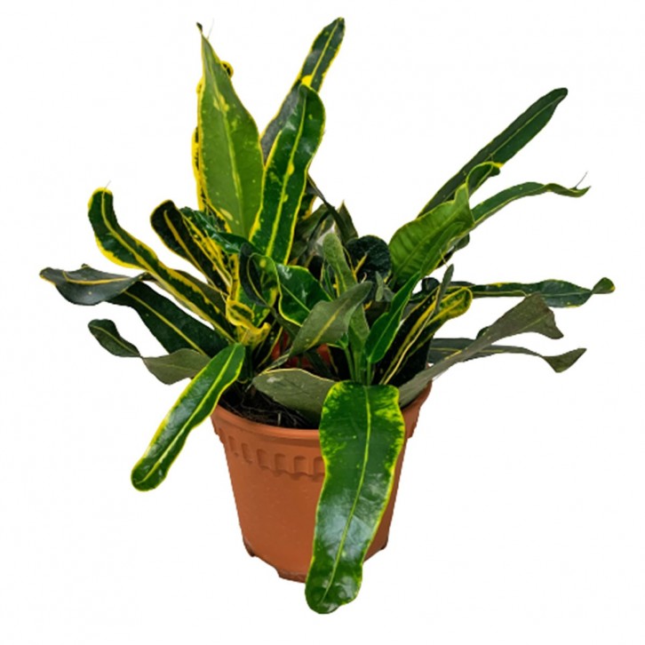 Croton Banana (Codiaeum variegatum)