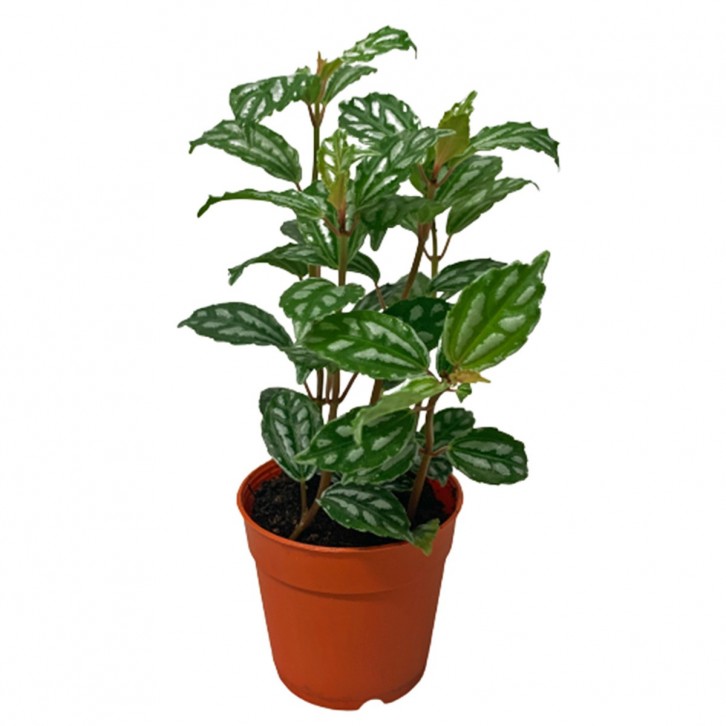 Pilea Cadierei (Pilea Cadierei )