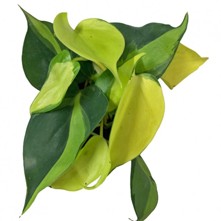 Philodendron Brasil