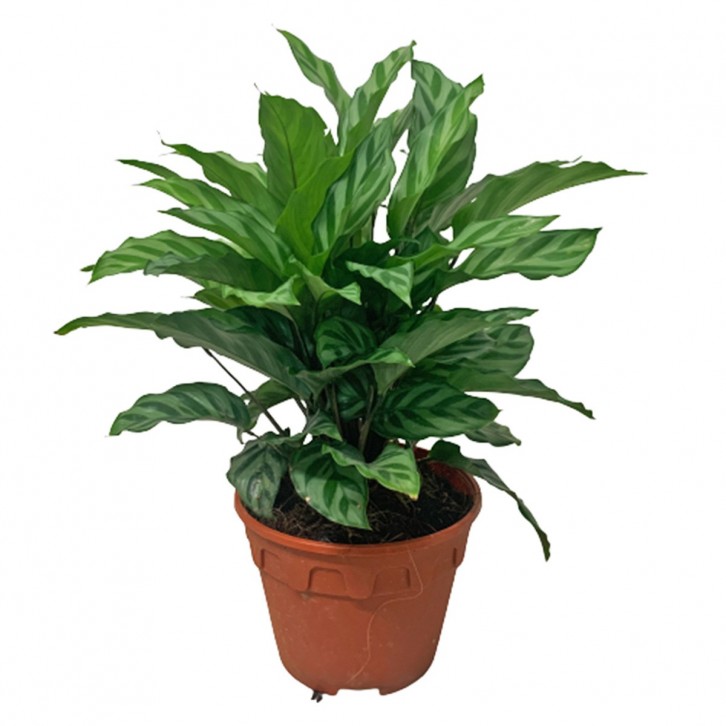 Calathea Freddie
