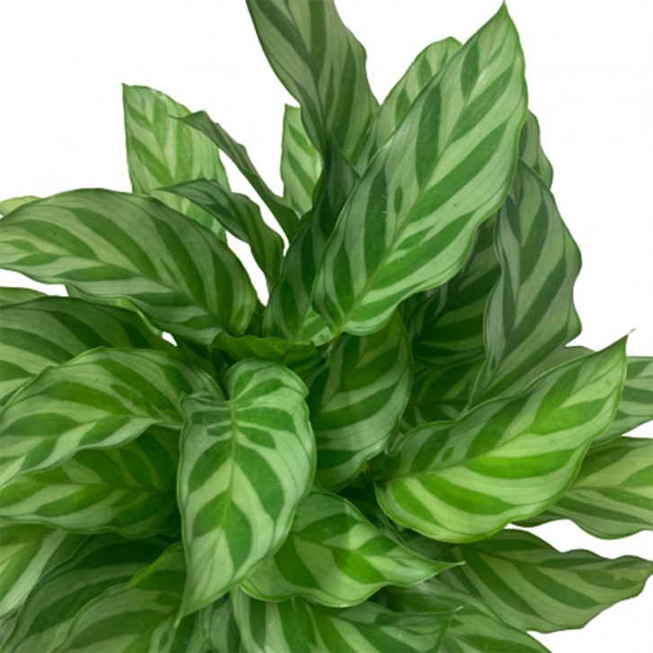 Calathea Freddie