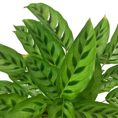 Calathea