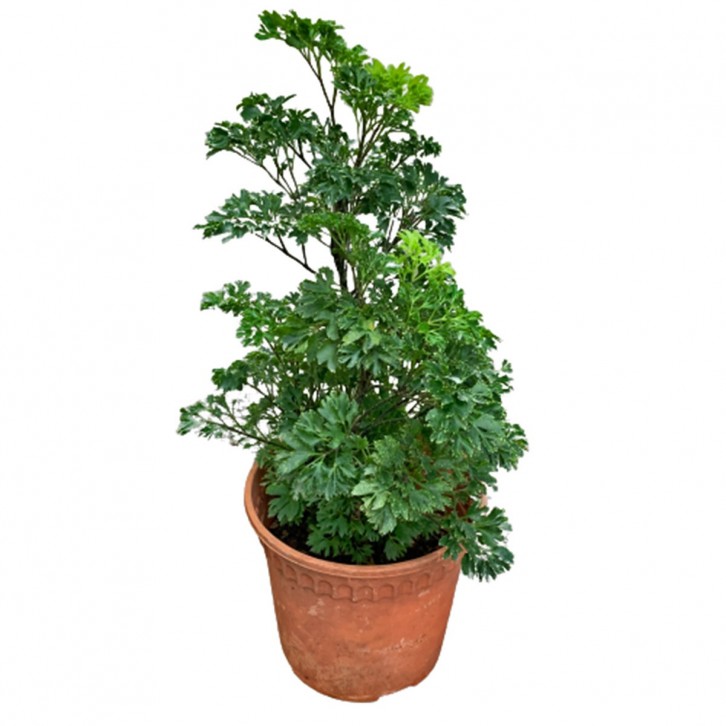 Polyscias Fruticosa (Ming Aralia)