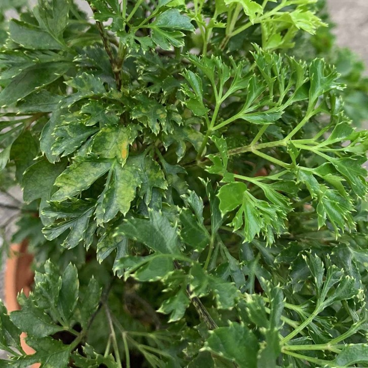 Polyscias Fruticosa (Ming Aralia)