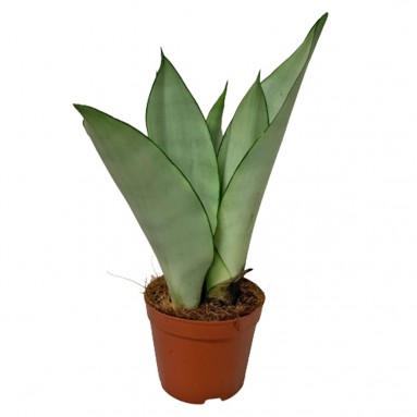 Sansevieria Trifasciata 'Moonshine'