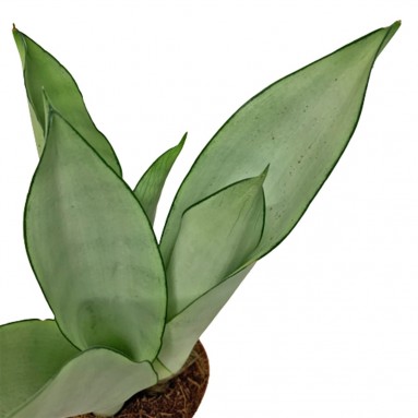 Sansevieria Trifasciata 'Moonshine'