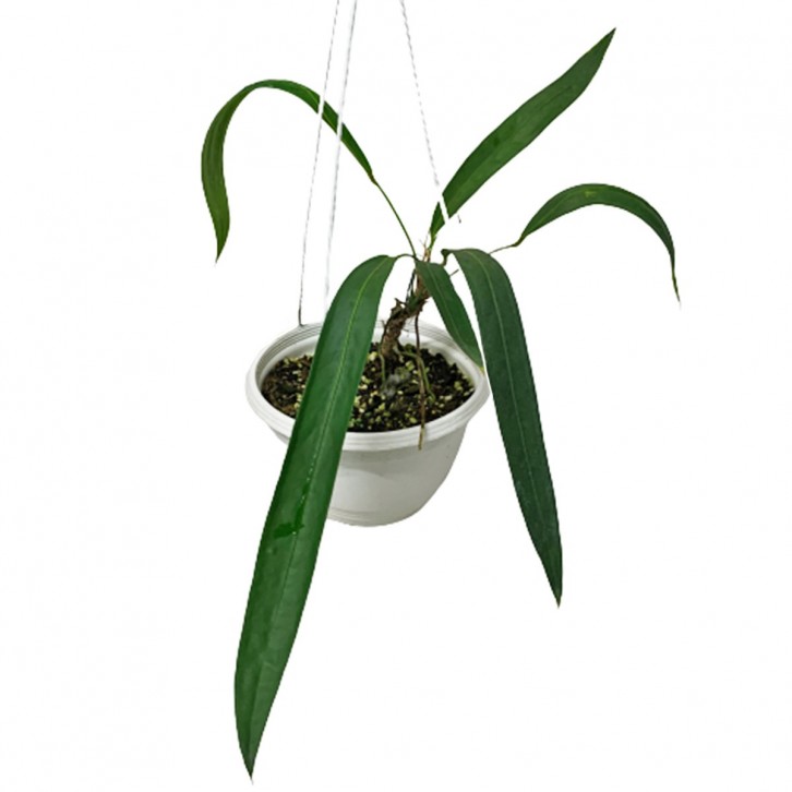 Anthurium Pallidiflorum (Strap Leaf Anthurium)