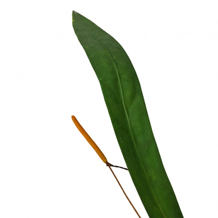 Anthurium Pallidiflorum (Strap Leaf Anthurium)