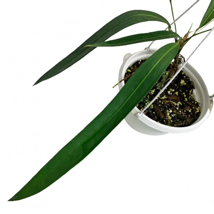 Anthurium Pallidiflorum (Strap Leaf Anthurium)