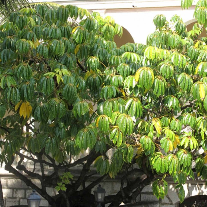 Schefflera Pueckleri - Mallet Flower Tree (Tupidanthus Calyptratus)