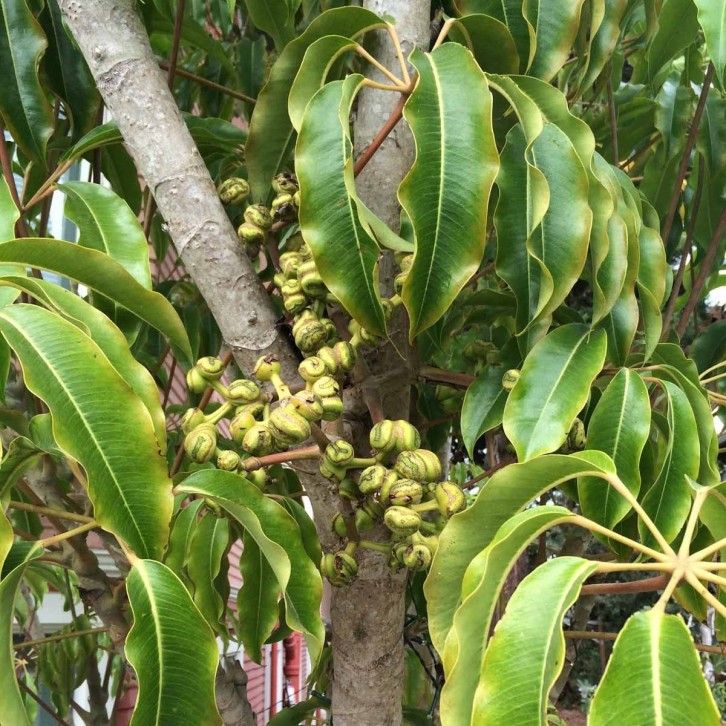 Schefflera Pueckleri - Mallet Flower Tree (Tupidanthus Calyptratus)