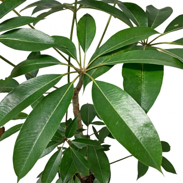 Schefflera Pueckleri - Mallet Flower Tree (Tupidanthus Calyptratus)