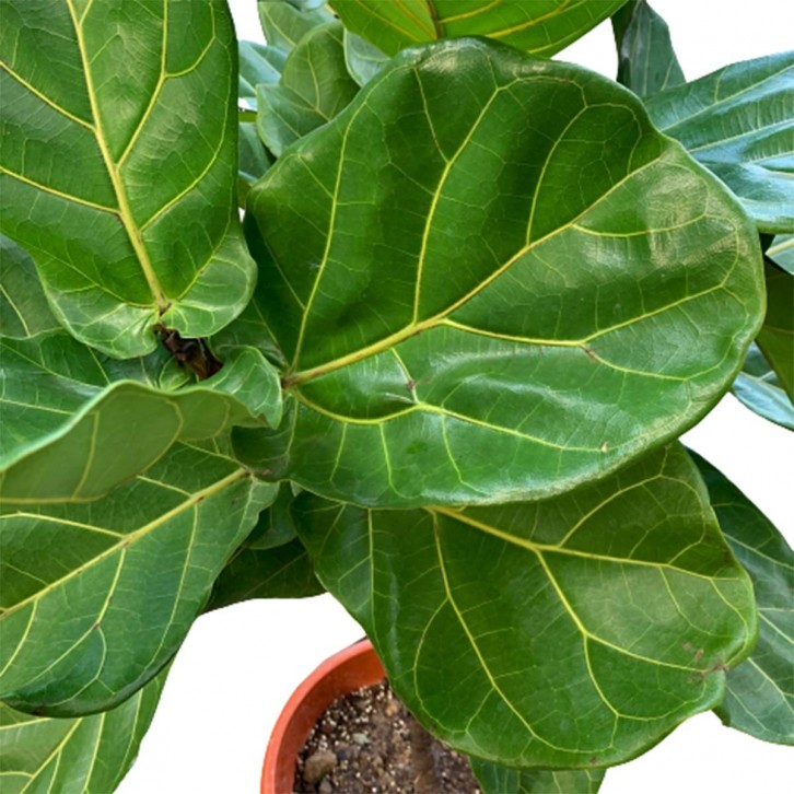 Ficus Lyrata Topiary