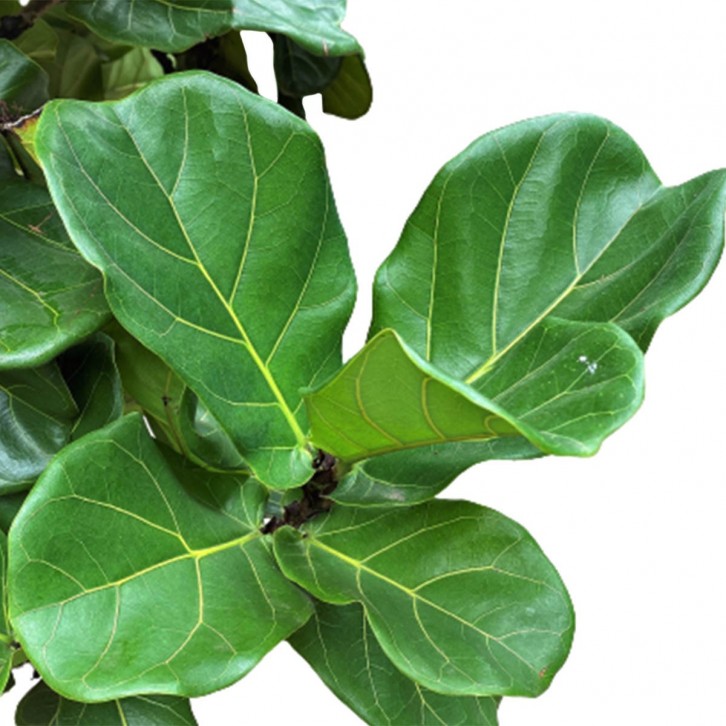 Ficus Lyrata (1.6m and above)