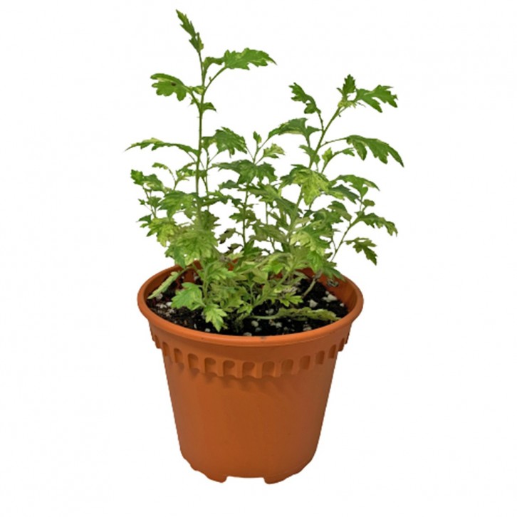 Artemisia Lindica Variegata