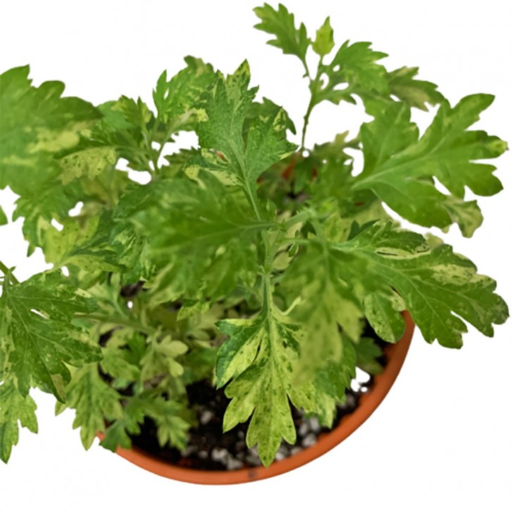 Artemisia Lindica Variegata