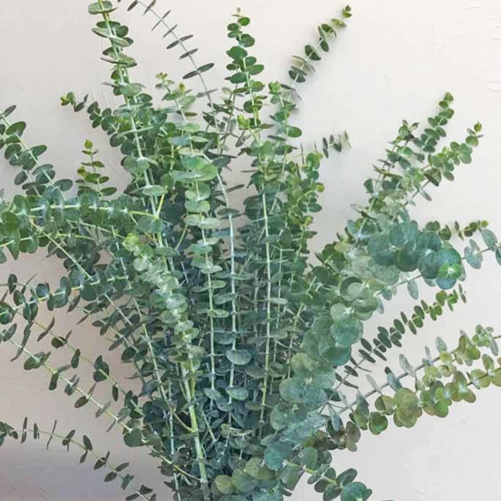 FreshCut Eucalyptus