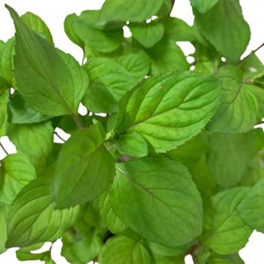 Australian Mint 薄荷 (Mentha Australis)