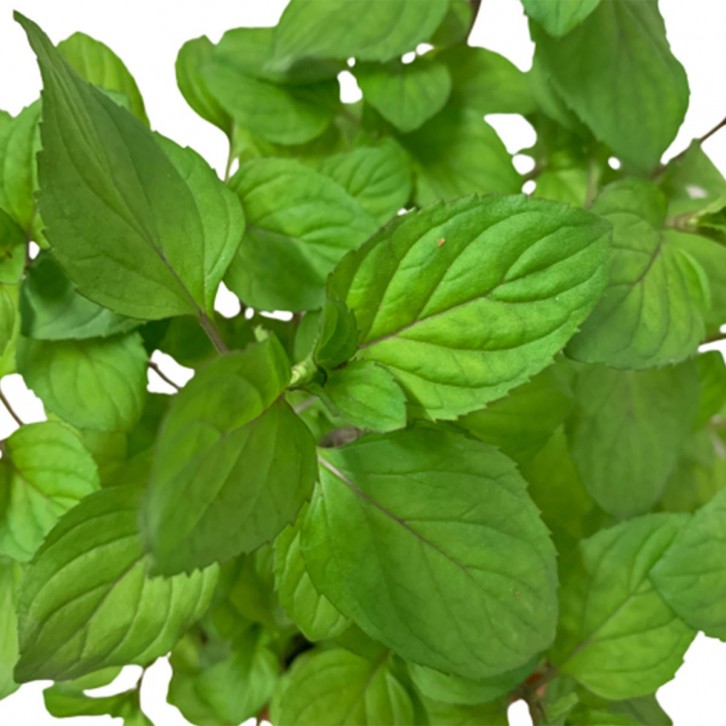 Australian Mint 薄荷 (Mentha Australis)