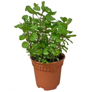 Australian Mint 薄荷 (Mentha Australis)