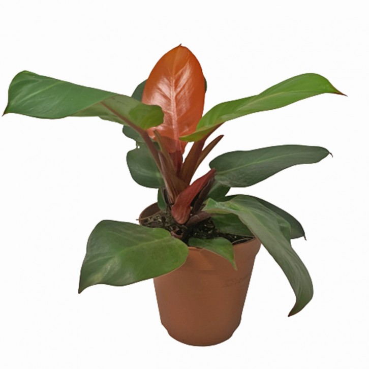 Philodendron Cherry