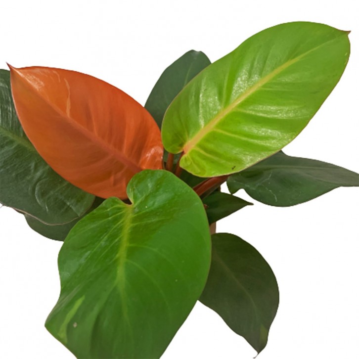 Philodendron Cherry