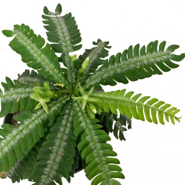 Biophytum Sensitivum (Little Tree Plant)