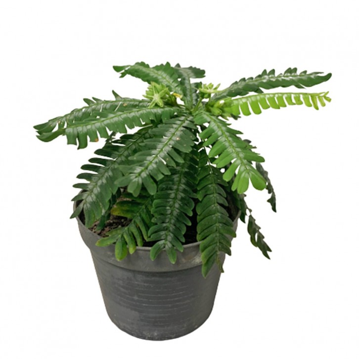 Biophytum Sensitivum (Little Tree Plant)