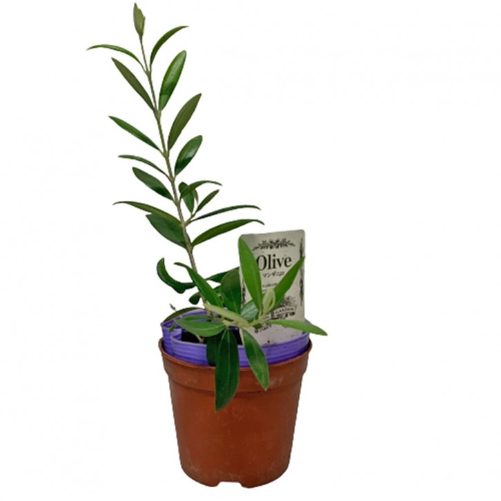 Olive Tree 橄榄 オリーブ (JAPAN)
