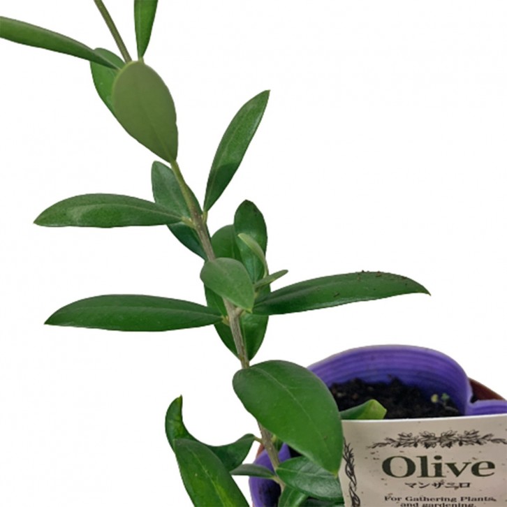 Olive Plant (Olea Europaea) Japan