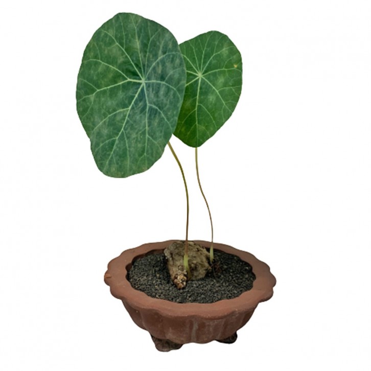 Stephania Nova in a Rustic Pot