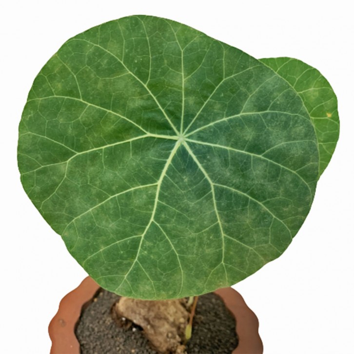 Stephania Nova in a Rustic Pot