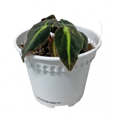 Begonia Listada