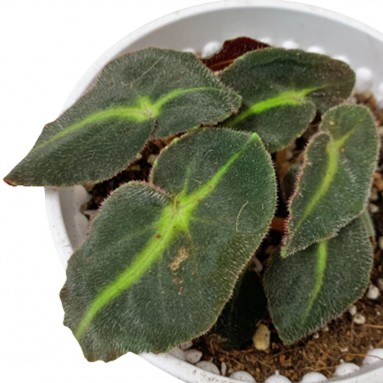 Begonia Listada