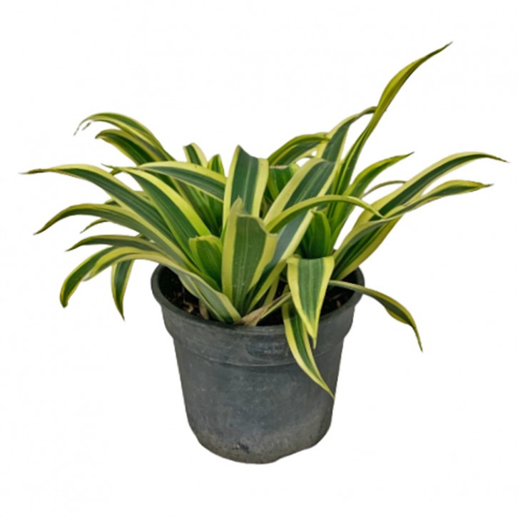 Dracaena Reflexa (Song of India)
