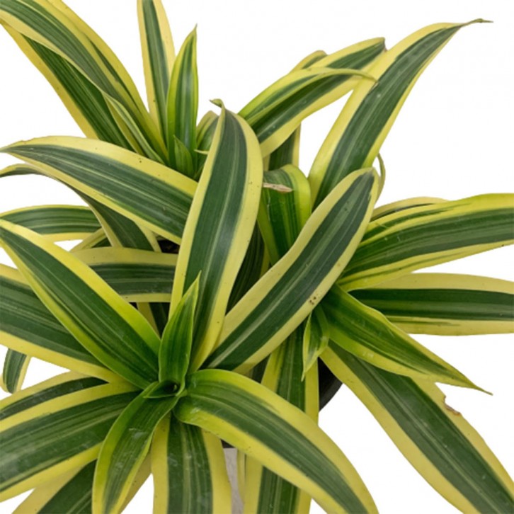 Dracaena Reflexa (Song of India)