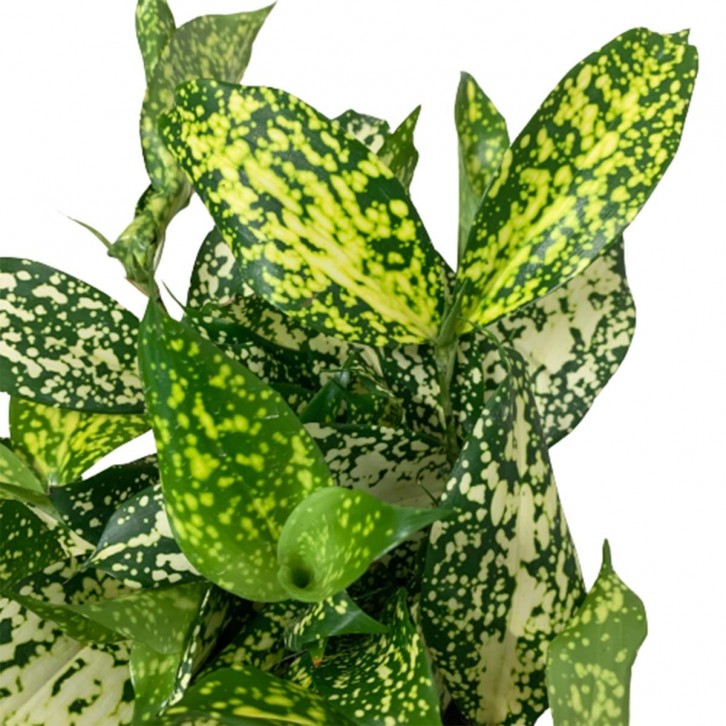 Dracaena Florida Beauty