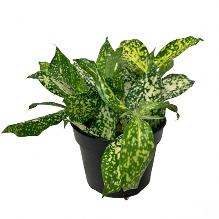 Dracaena Florida Beauty