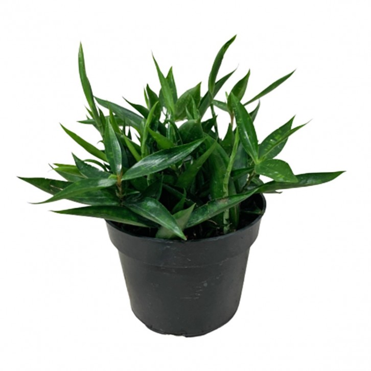 Dracaena Surculosa 'Lindl'