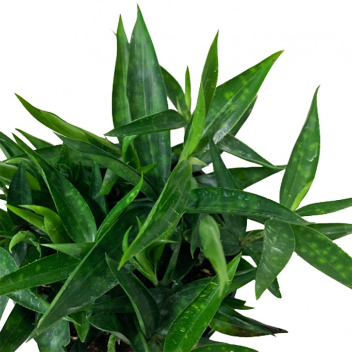 Dracaena Surculosa 'Lindl'