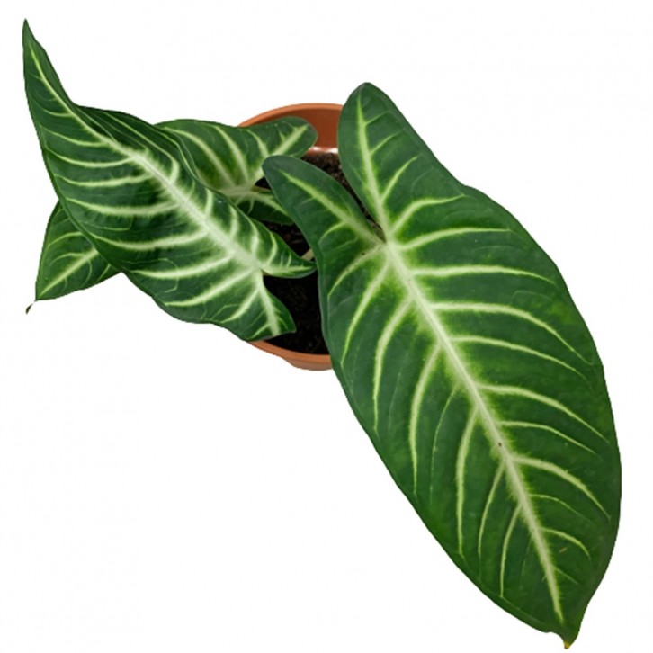 Caladium (Xanthosoma) Lindenii