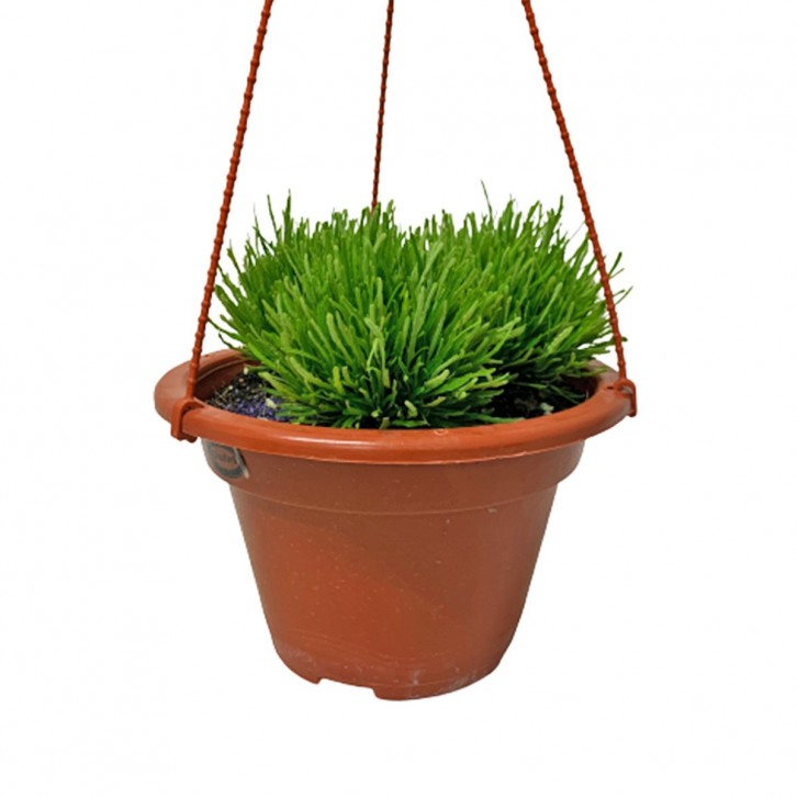 Hemigraphis Repanda (Dragon Tongue)